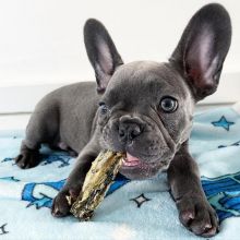 Excellent CKC registered French Bulldog puppies available.Email at (feillenpiperakrajick@gmail.com)