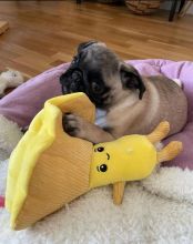 Gorgeous T-Cup Male and Female Pug Puppies for adoption