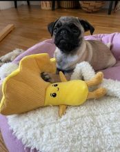 Male and Female Pug Puppies for adoption