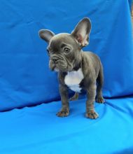 Playful Purebred French Bulldog puppies Ready for adoption.Email at (feillenpiperakrajick@gmail.com)