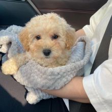 Registered Teacup Maltese puppies for adoption.Email at (morganschannely@gmail.com)