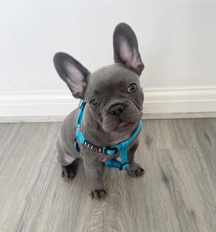 Lovely Males And Females French Bulldog Puppies Available.Email at (feillenpiperakrajick@gmail.com) Image eClassifieds4u