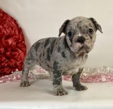 Well Trained French Bulldog puppies ready for rehoming.Email at (feillenpiperakrajick@gmail.com) Image eClassifieds4U