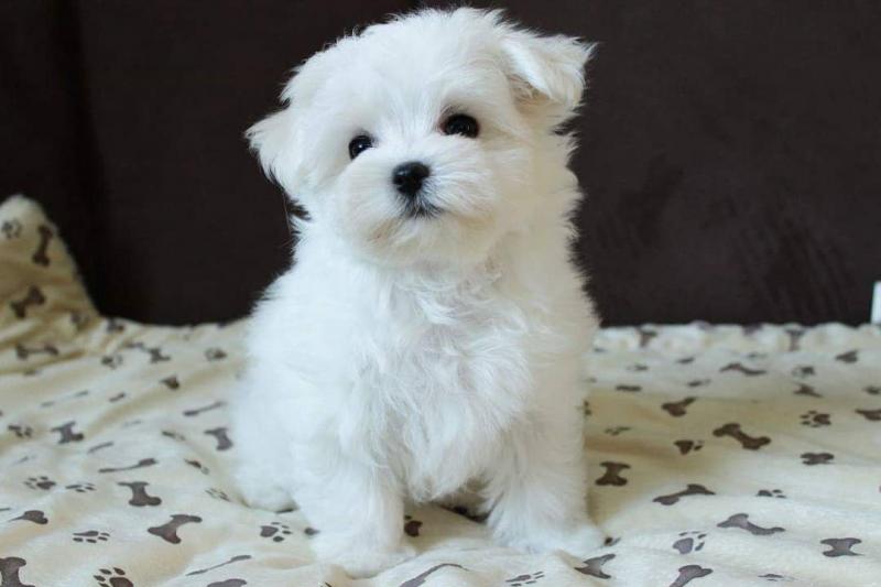 Marvelous Teacup Maltese Puppies Looking For Lovely Home.Email at (morganschannely@gmail.com) Image eClassifieds4u