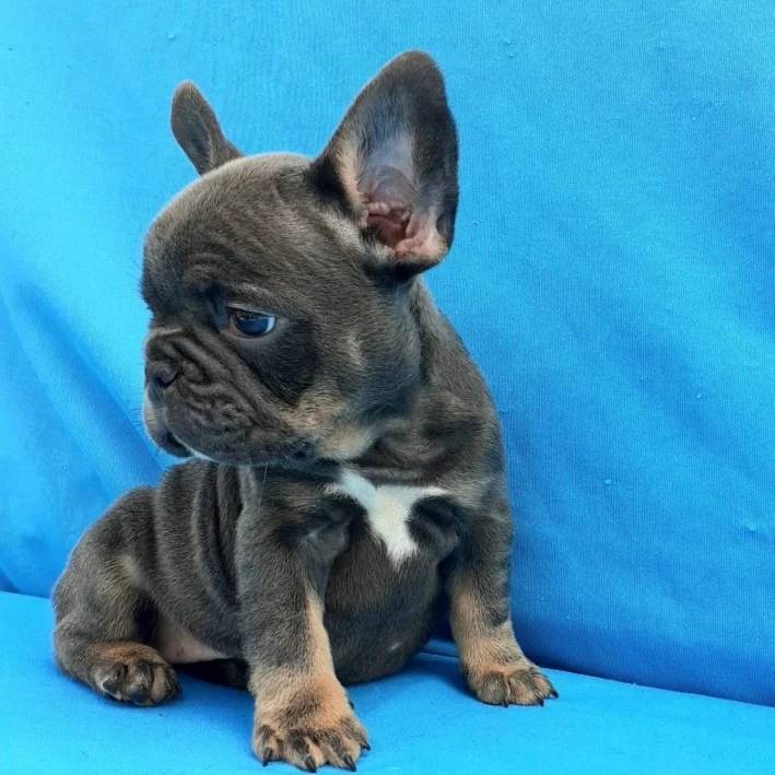 We have beautiful French Bulldog puppies still available.Email at (feillenpiperakrajick@gmail.com) Image eClassifieds4u