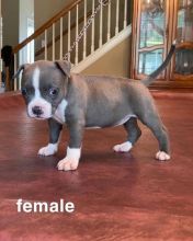 PIT BULL PUPPIES FOR ADOPTION(alishaken91@gmail.com)