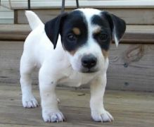 Adorable Jack Russell puppies ready for adoption..Email at (morgansarahmins@gmail.com)