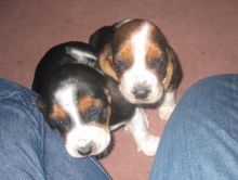 Beautiful Beagle Puppies ready for adoption.Email at (morganfaridatus@gmail.com)