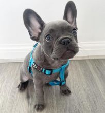 Beautiful little French Bulldog puppies now ready adoption.