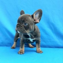 Charming French Bulldog Puppies ready for adoption..Email at (feillenpiperakrajick@gmail.com)