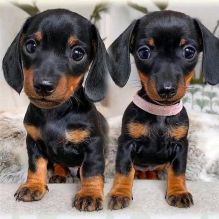 Dachshund Puppies for adoption(smithpatience13@gmail.com)