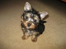 Excellent Teacup Yorkie Puppies of prefect quality.Email at (blessingmoherbs@gmail.com)