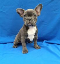 Healthy CKC French Bulldog Puppies for adoption!!!Email at (feillenpiperakrajick@gmail.com)