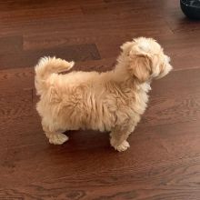 Healthy Teacup Maltese Puppies ready for adoption.Email at (morganschannely@gmail.com)