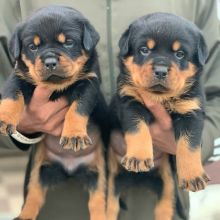Lovely male and female Rottweiler puppies for adoption.Email at (morganfaridatus@gmail.com)