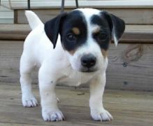 We have beautiful Jack Russell puppies ready for adoption..Email at (morgansarahmins@gmail.com)