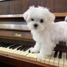 We have lovely Teacup Maltese puppies ready for adoption..Email at (morganschannely@gmail.com)