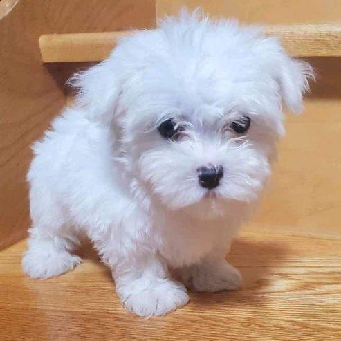 Affectionate Teacup Maltese Puppies ready for rehoming.Email at (morganschannely@gmail.com) Image eClassifieds4u