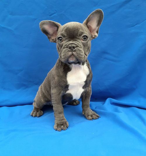 Healthy CKC French Bulldog Puppies for adoption!!!Email at (feillenpiperakrajick@gmail.com) Image eClassifieds4u