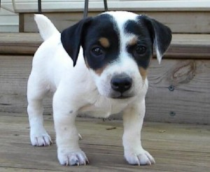 Healthy Jack Russell Puppies ready for adoption..Email at (morgansarahmins@gmail.com) Image eClassifieds4u