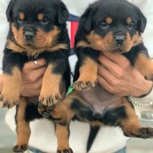 Gorgeous male and female Rottweiler puppies for adoption.Email at (morganfaridatus@gmail.com) Image eClassifieds4U