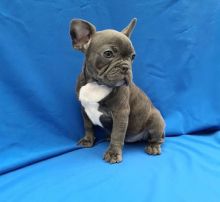 Well Socialized French Bulldog puppies Available Now.Email at (feillenpiperakrajick@gmail.com) Image eClassifieds4u 2