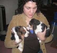 Well Trained Beagle Puppies available with good pedigree.Email at (morganfaridatus@gmail.com) Image eClassifieds4U