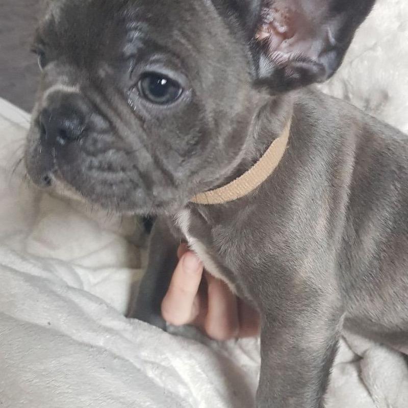 Stunning French Bulldog puppies ready for adoption..Email at (feillenpiperakrajick@gmail.com) Image eClassifieds4u