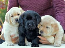 Labrador Puppies For Adoption(carolinasantos11234@gmail.com)