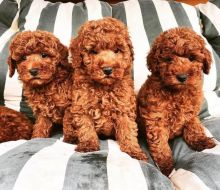 Poodles Puppies For Adoption(stellajames1243@gmail.com)