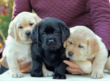 Labrador Puppies For Adoption(carolinasantos11234@gmail.com) Image eClassifieds4U
