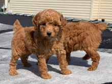Amazing Teacup Poodle Puppies with good temperament.Email at (morgankillanians@gmail.com)