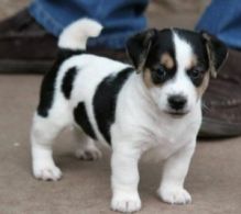 Beautiful Jack Russell puppies ready for adoption.Email at (morgansarahmins@gmail.com)