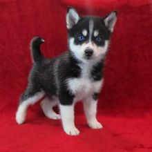 Family Raised Blue Eyes Siberians Husky puppies for adoption.