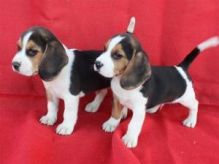 Full Pedigree, KC registered Beagle puppies available.Email (moherbsjeffress1990@gmail.com)