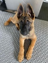 Healthy Belgian Malinois Puppies Ready Now For Adoption.Email at (scottrecchiawmi24@gmail.com)