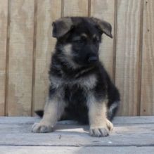 Well Trained German Shepherd Puppies Available.Email us (johanluckyea24@gmail.com)