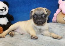 Well Trained Pug puppies ready for rehoming.Email (moherbsjeffress1990@gmail.com)