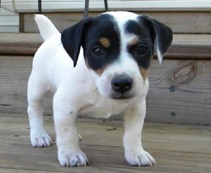 Charming Jack Russell puppies ready for adoption Image eClassifieds4u