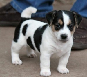 healthy Jack Russell puppy(s) ready for adoption.Email at (morgansarahmins@gmail.com) Image eClassifieds4u