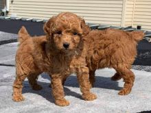 Amazing Teacup Poodle Puppies with good temperament.Email at (morgankillanians@gmail.com) Image eClassifieds4U