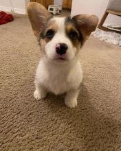 Gorgeous Pembroke Welsh Corgi puppies ready for adoption. Email at (scottrecchiawmi24@gmail.com) Image eClassifieds4U