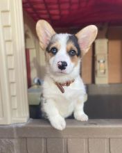 Lovely Pembroke Welsh Corgi Puppies available.Email (scottrecchiawmi24@gmail.com) Image eClassifieds4U