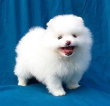 Two Awesome T-Cup Pomeranian Puppies available Image eClassifieds4U