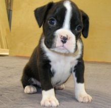 Very Healthy Boxer puppies ready for adoption.Email at moherbsjeffress1990@gmail.com Image eClassifieds4U