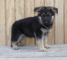Well Trained German Shepherd Puppies Available.Email us (johanluckyea24@gmail.com) Image eClassifieds4u 2