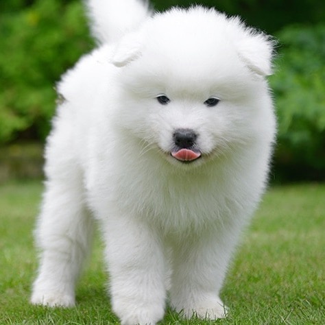 Samoyed puppies looking for a loving home(emilyrose0081@gmail.com) Image eClassifieds4u