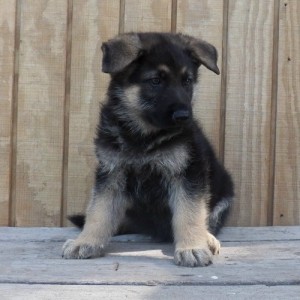 Well Trained German Shepherd Puppies Available.Email us (johanluckyea24@gmail.com) Image eClassifieds4u