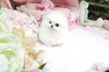 Pomeranian puppies available for rehoming now