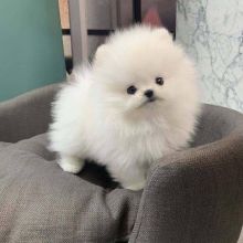 Pomeranian teacups puppies available for sale now